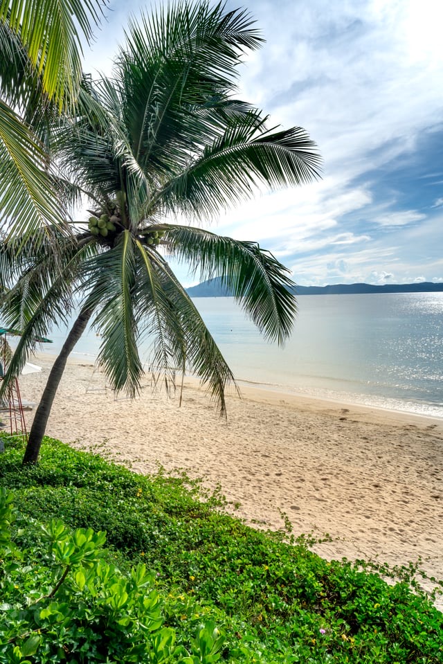 Beach next to the hotel — palm trees and sea